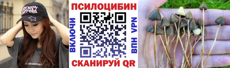 закладка  Дальнегорск  Галлюциногенные грибы мухоморы 